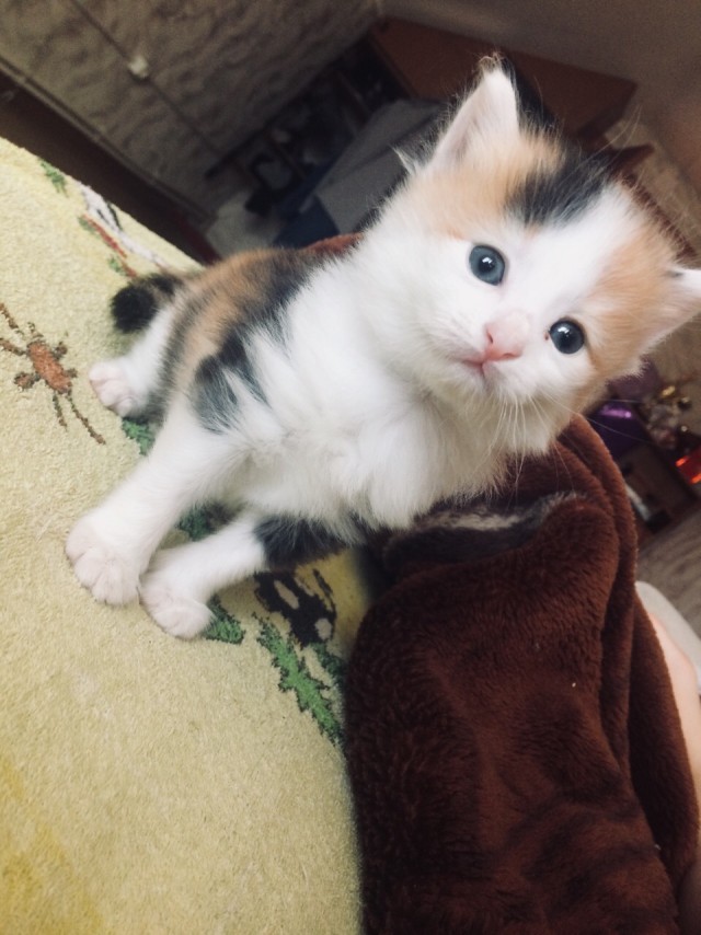 Забавные фото котеек