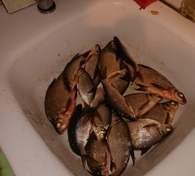 Со своих рыбалок, лето 2019