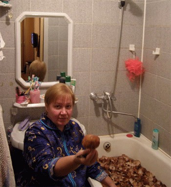 Фотожаба: Грибы на ноутбуке