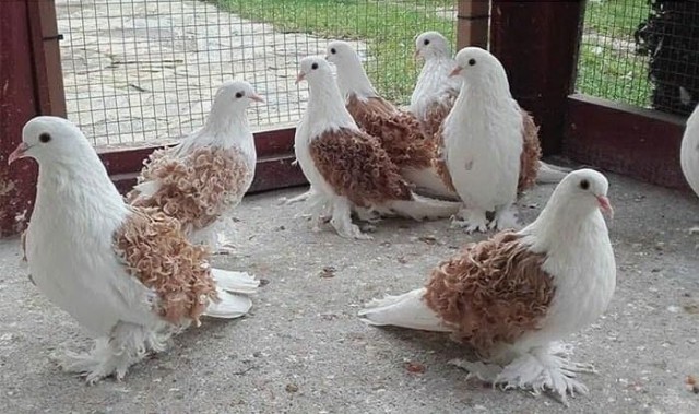 Эти забавные животные