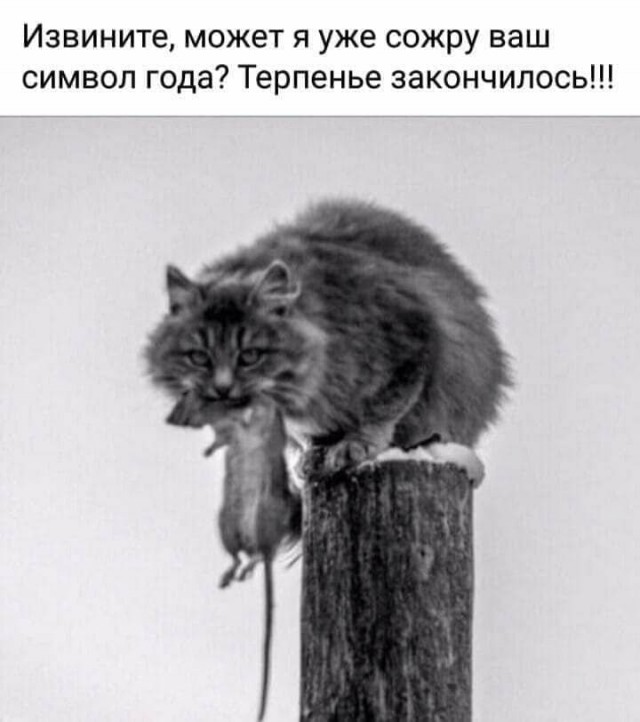 Боянистые картинки 19.12.20
