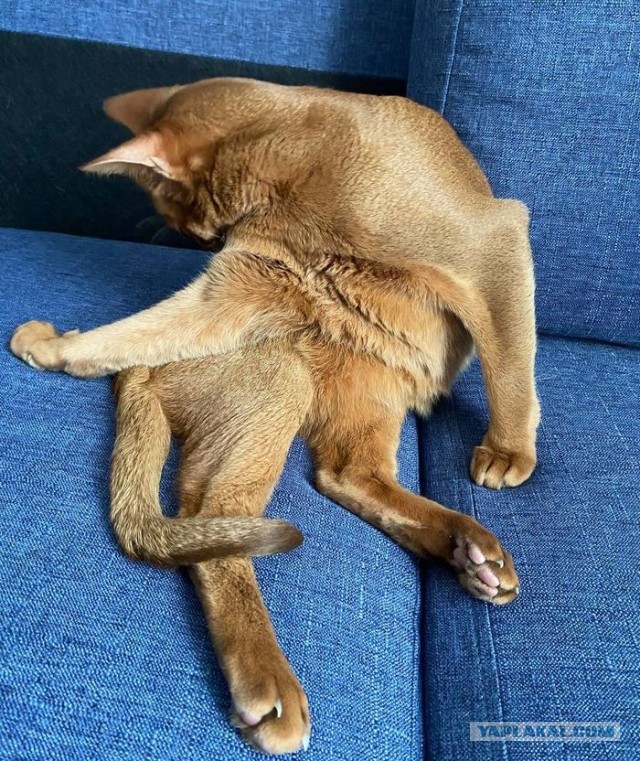 Котовторнику быть!