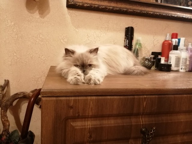 Даешь котовторник!