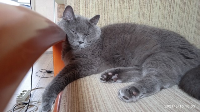 С котовторником!