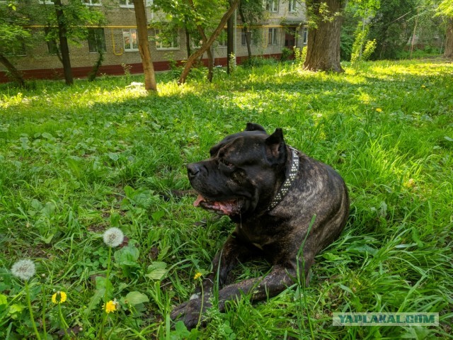 ЯПовские сцобакены