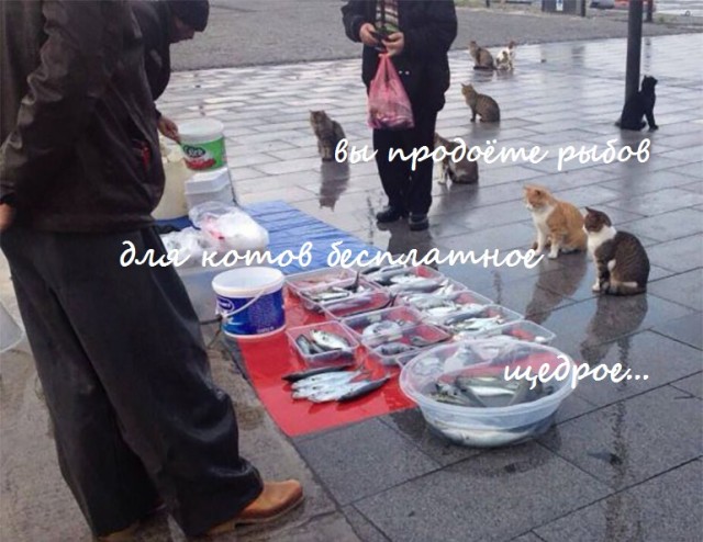 Ну за позитив. Кот и подруга.