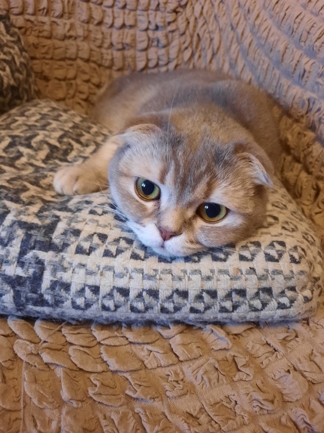 Котовторник (свои добавляем)
