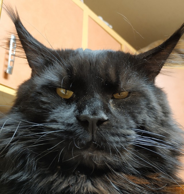 Последний котовторник лета