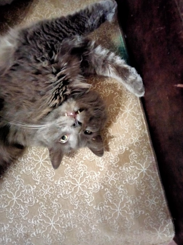 Мой кот, прошу любить и жаловать