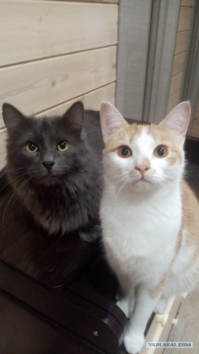 Котовторнику быть