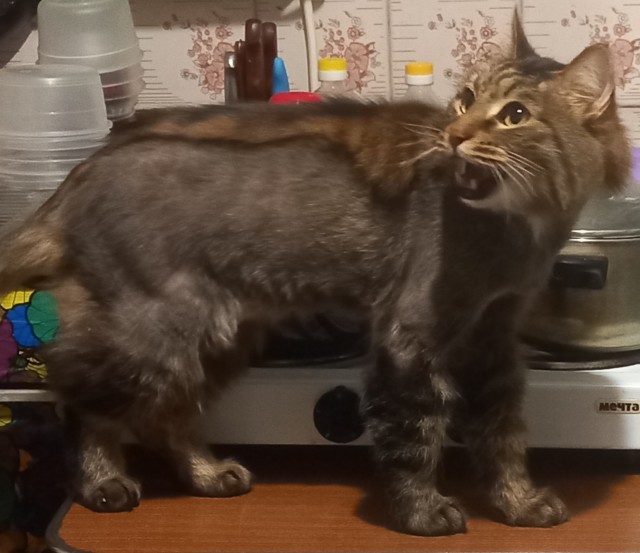 Вы, что спите? Вставайте, котовторник же!