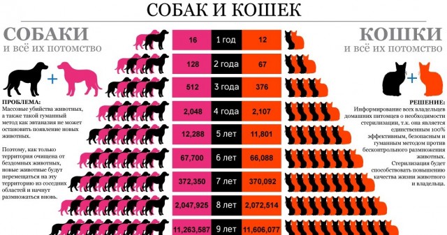 Спасение  кота
