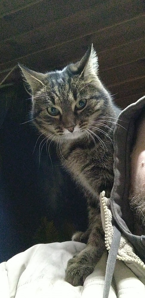 Что-то котовторник никто не начинает...