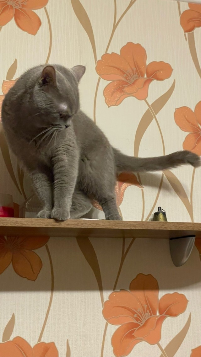 Котовторник ведь начался!
