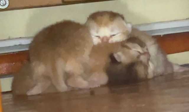 Котовторник 19.07.22