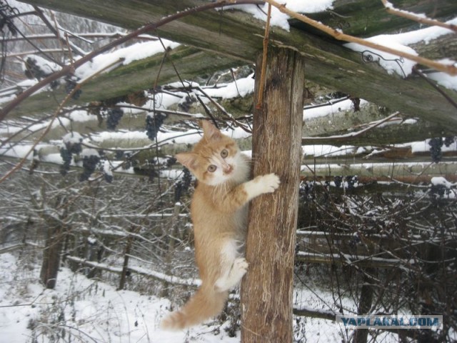 Жизнь домашнего приюта для котеек 422