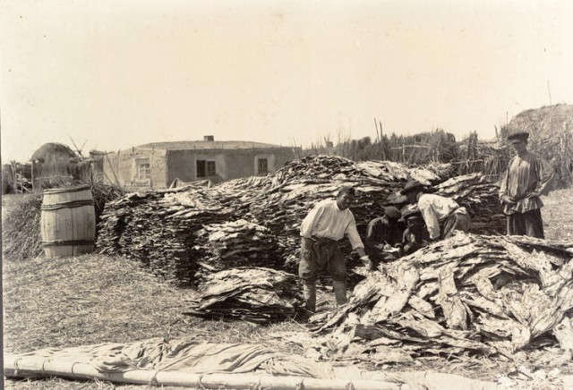 Сибирские казаки на службе и дома. Альбом 1911 года
