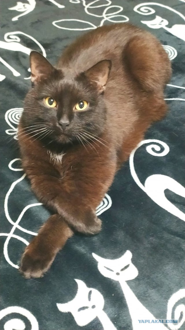 Начинаем котовторник.