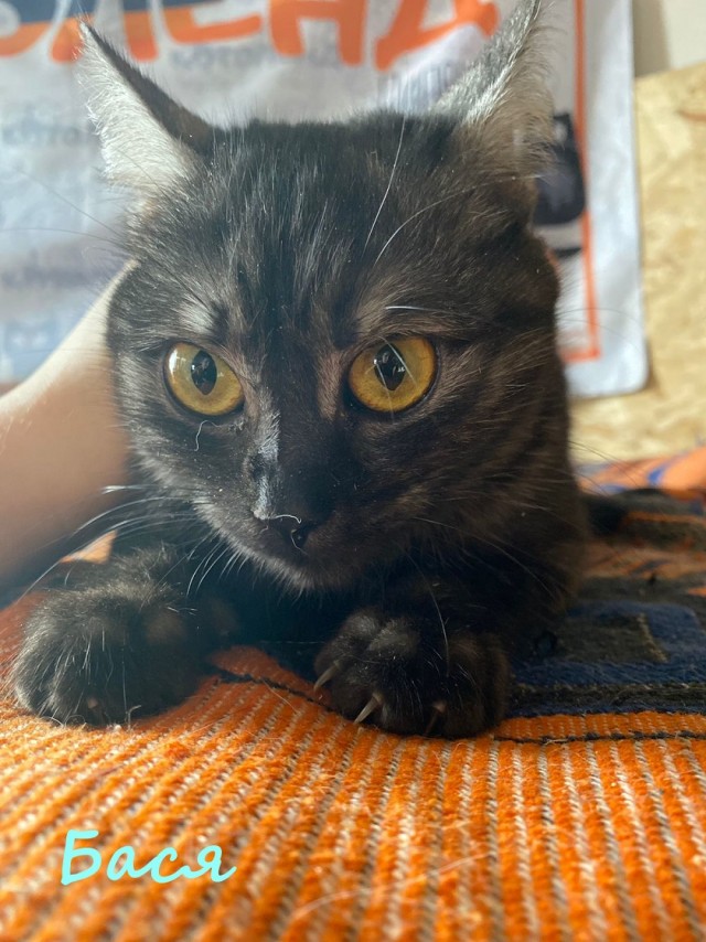 Жизнь домашнего приюта "Котоленд" 376