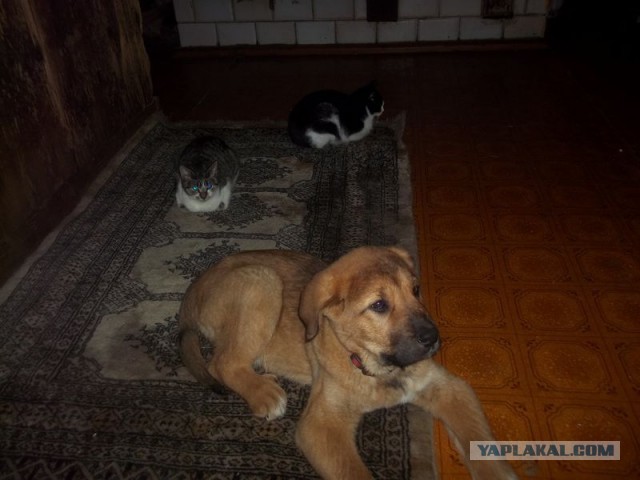 Жизнь домашнего приюта для котеек 435