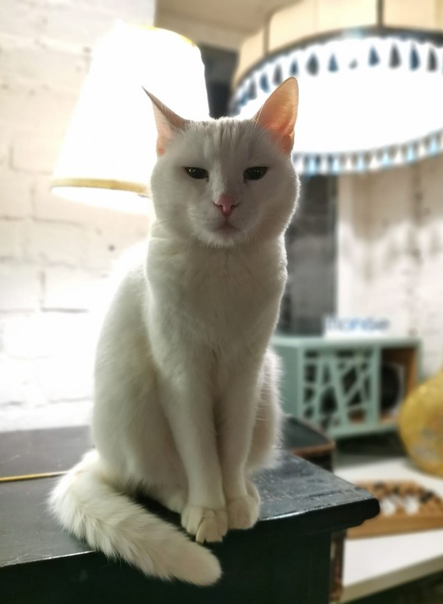 Котовторнику посвящается