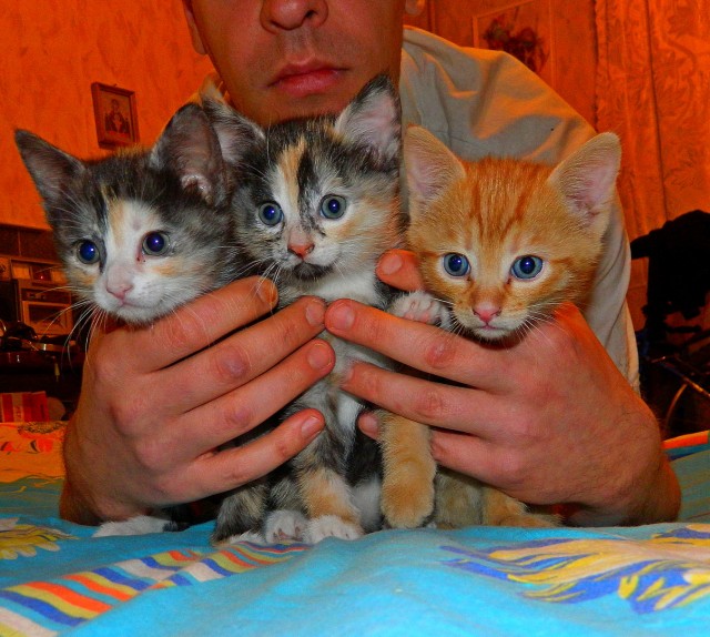 Ненужный кот