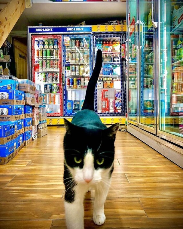 Котаны в магазинах Нью-Йорка