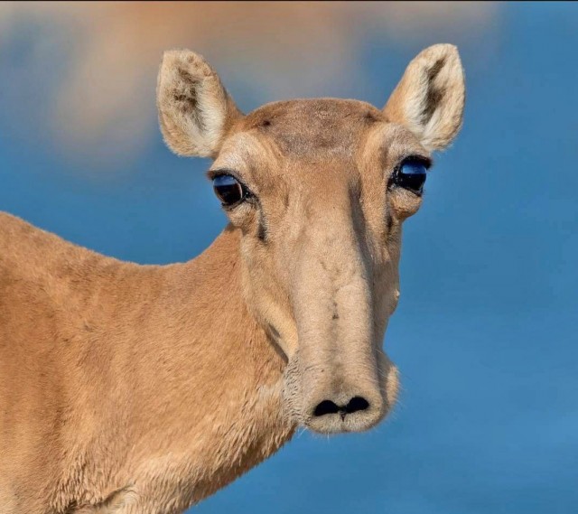 Причудливые антилопы Дикдик и их очень необычный нос