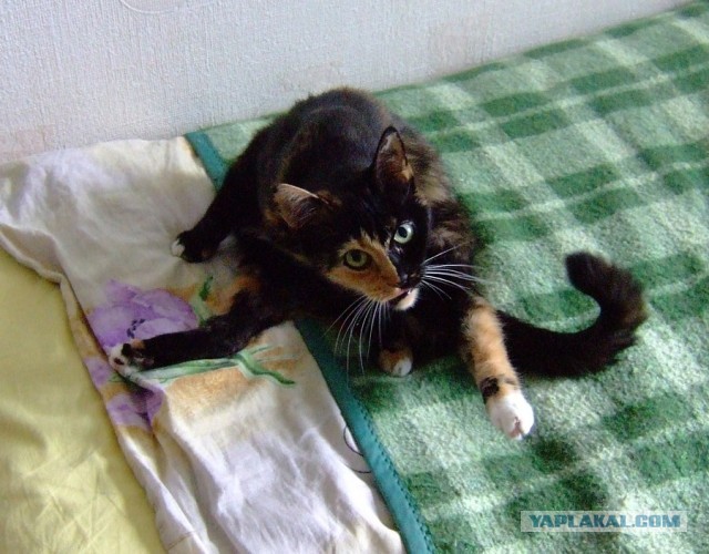 Два-в-одном