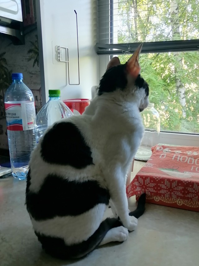 Котовторник!