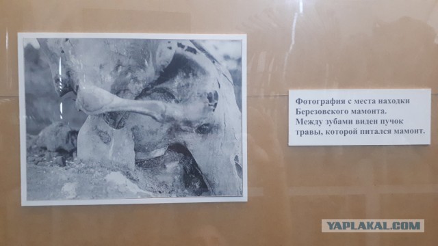 Когда, почему и от чего вымерли мамонты? Новые исследования учёных