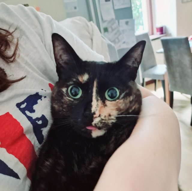 Котовторник же!