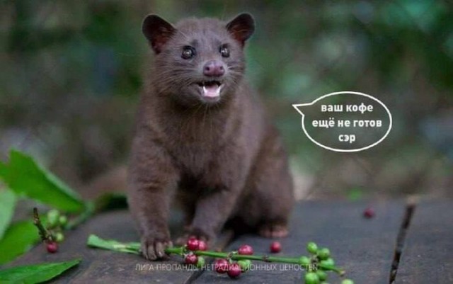 Кофейное дерево на подоконнике.