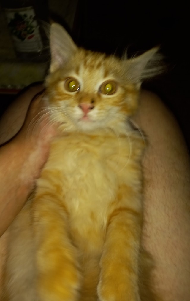 Котовторник, от мала до велика