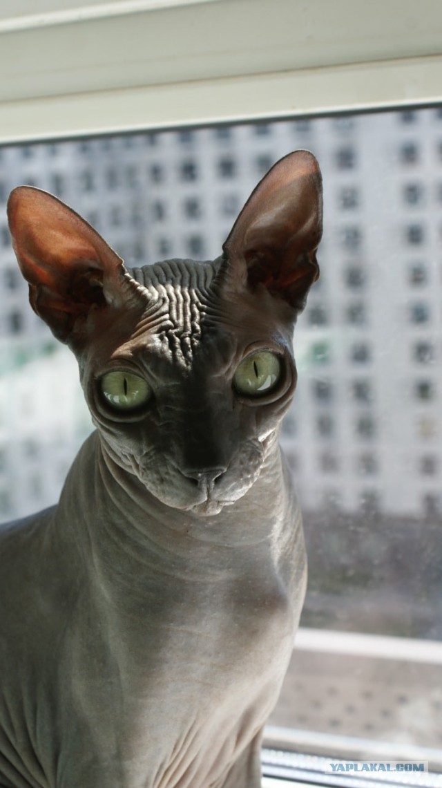 Гадкий котёнок