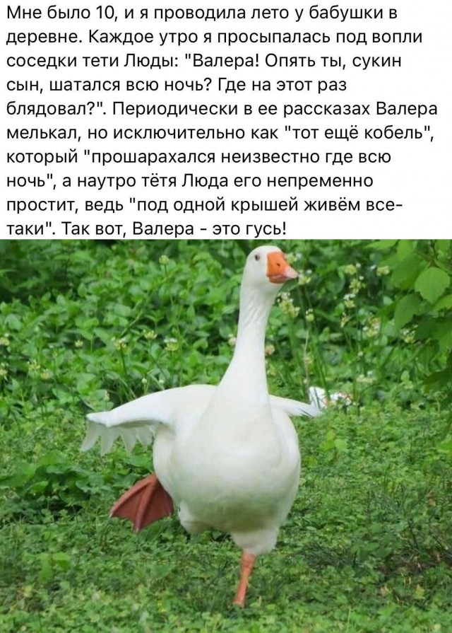 В России хотят ужесточить условия разведения кур и гусей