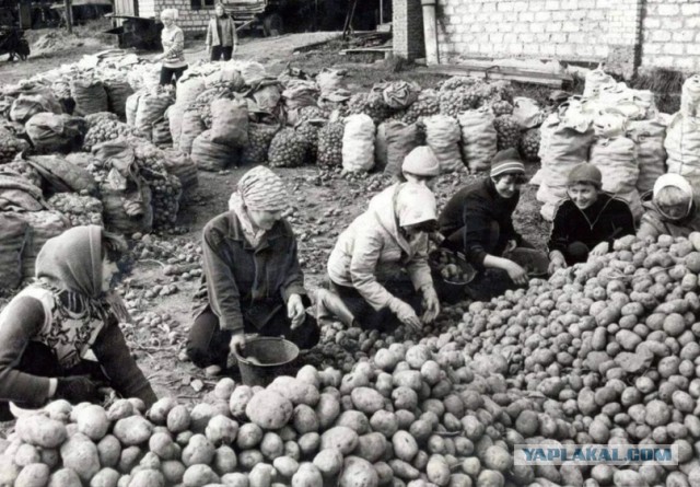 Ностальгия по работящим женщинам