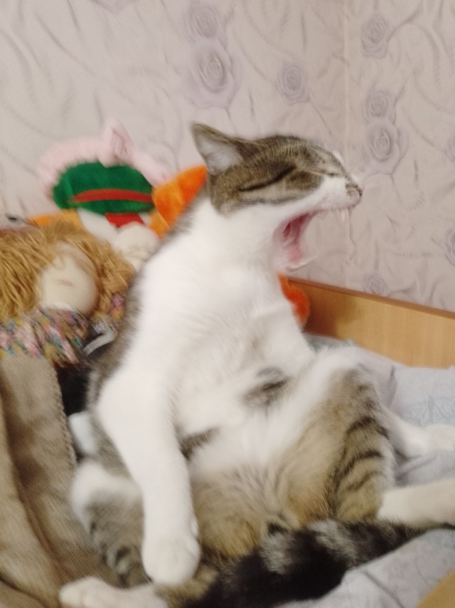 Немного моих котиков к вторнику