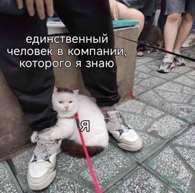 Весёлый полтишок 06.06.25