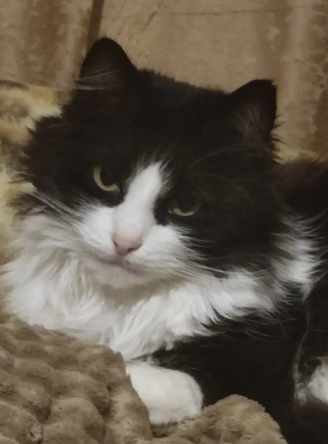 Кото вторник 2.09.2025.