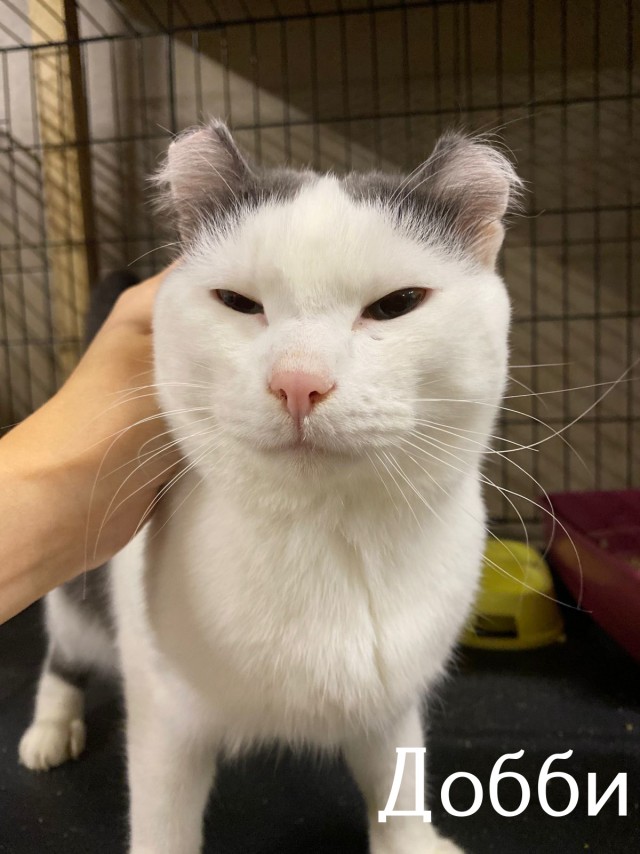 Жизнь домашнего приюта "Котоленд" 517
