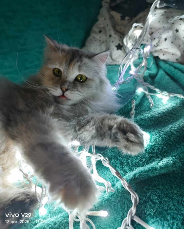 Праздничных красивых фото котов тред