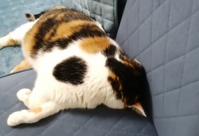 Просто кость широкая