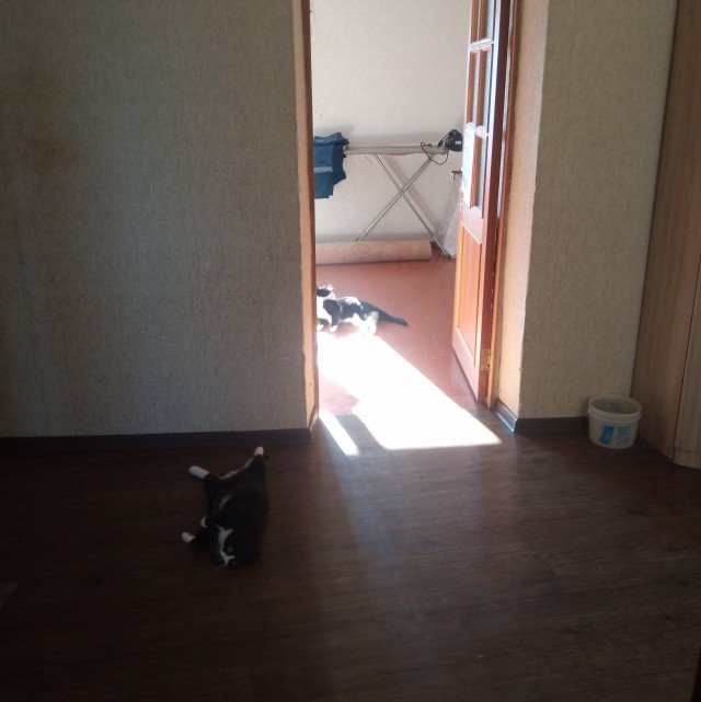 И коти греются́ наружу