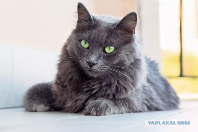 Как коты влияют на людей