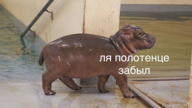 Картинки для деградации 195 (разной степени свежести)