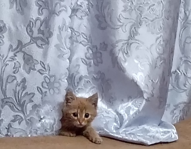 Детская фотография Шурупа