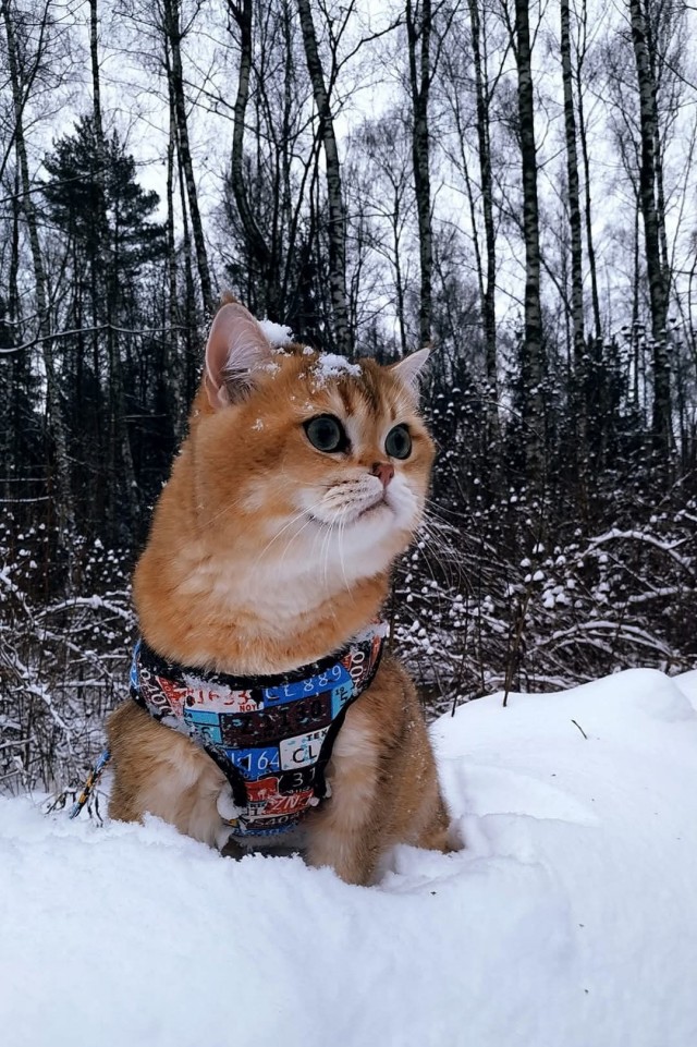 Котское.