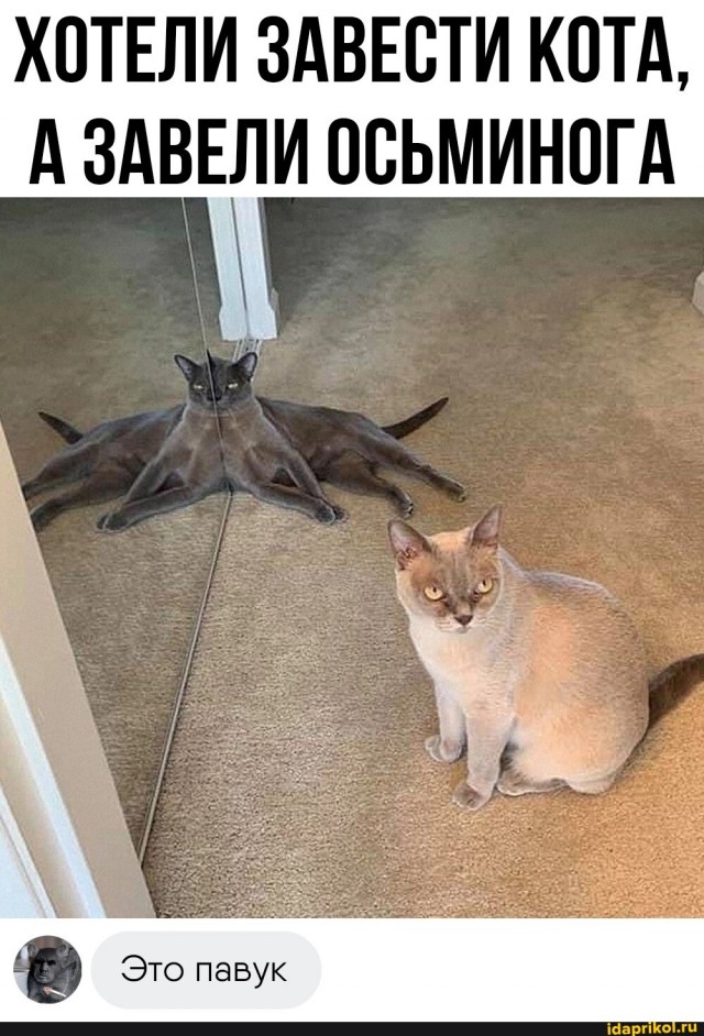 *БАЯН*Павук, чем кормить?