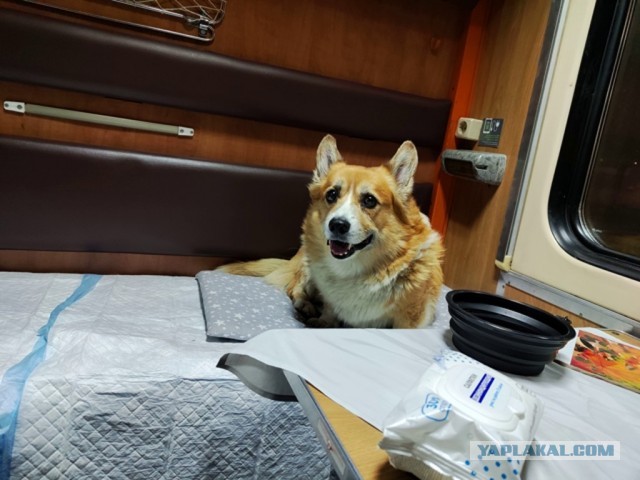 Собакочетверг)